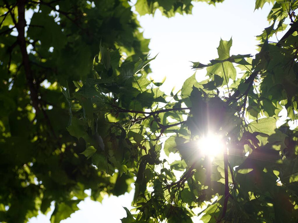 Sunbeams through tree leaves - Фото, зображення