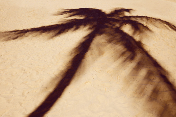 silueta de palmera - Foto, imagen