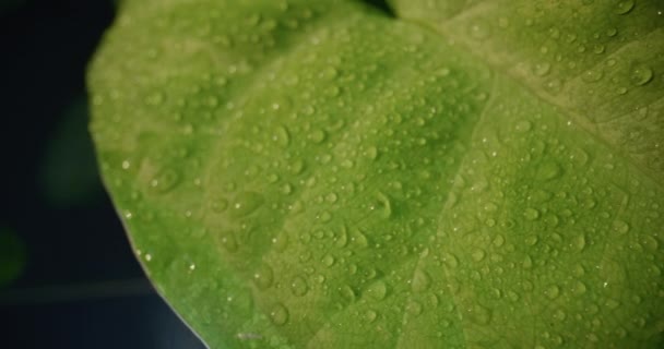 Makroaufnahme von Wassertropfen auf grünen Blättern Ökologie Umwelt - Filmmaterial, Video