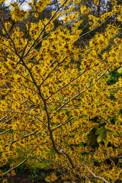 Ob kleiner Baum oder großer Strauch, die Zweige der Hexenhasel sind breit, verdreht und ausgebreitet. Wilde Hasel blüht im Winter mit zerknitterten gelben Blütenblättern. - Foto, Bild