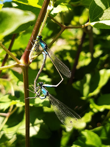 Blauwe libellen paren op een zomerdag, zittend op een plant tegen de achtergrond van groen. - Foto, afbeelding