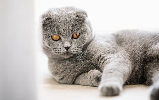 Британський котячий кіт, який лежить на віконному підвіконні і виглядає розслабленим жовтими очима.  - Фото, зображення