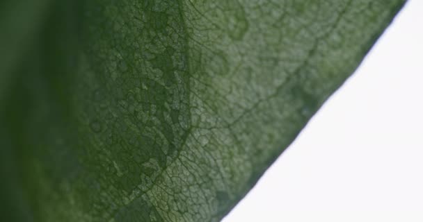 Macro Colpo di gocce d'acqua su foglie verdi Ecologia Ambiente - Filmati, video
