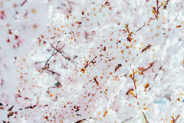 Spring blooming tree branches with white pink flowers in spring on a sunny day. Springtime flowers and spring nature beauty background. selective focus - Foto, afbeelding