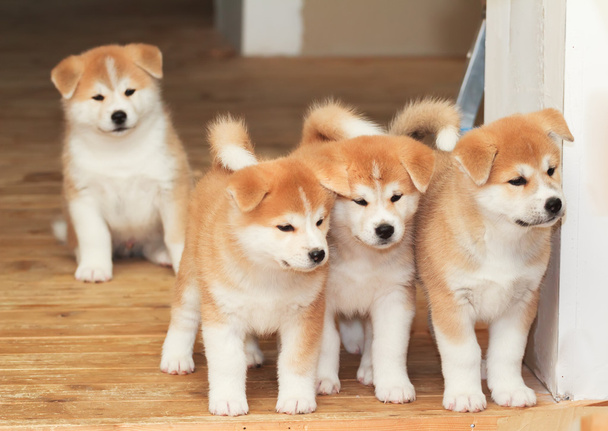 Four puppies of Japanese akita-inu breed dog - Photo, Image