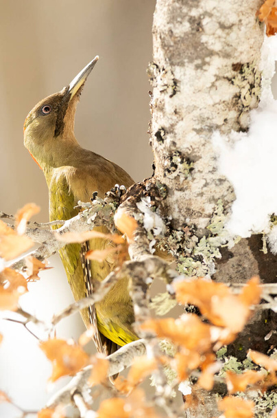 Green woodpecker female in a snowy oak forest at the first light of a cold January day - Foto, Imagem
