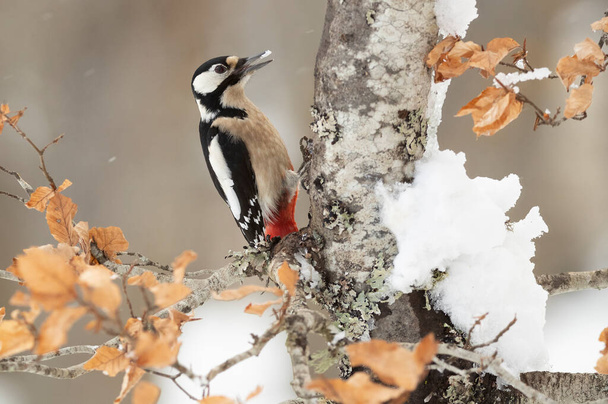 Great spotted woodpecker on a very cold day with the first light of day in an oak forest - Foto, Imagem