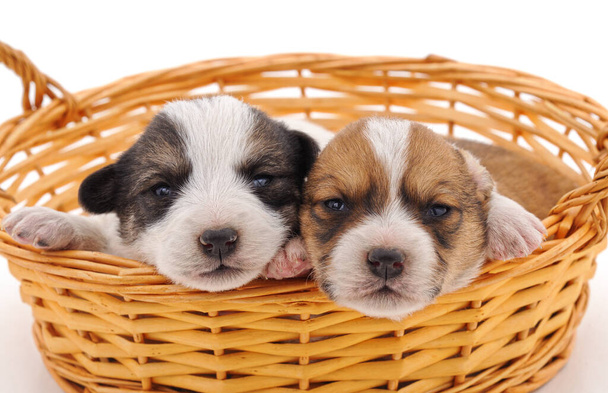 Puppies in a basket isolated on a white background. - Valokuva, kuva