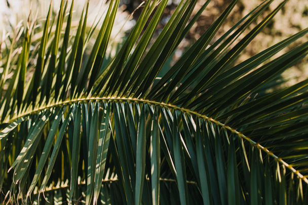Green palm leaves in a sunlight. Summer background. Selective focus. - Fotografie, Obrázek