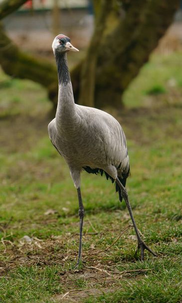 Common crane in zoo - 写真・画像