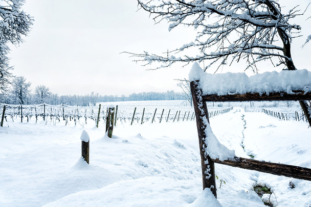 Снег на винограднике
 - Фото, изображение