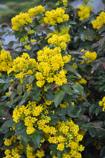 The evergreen shrub Mahonia aquifolium is used for landscaping - Photo, Image