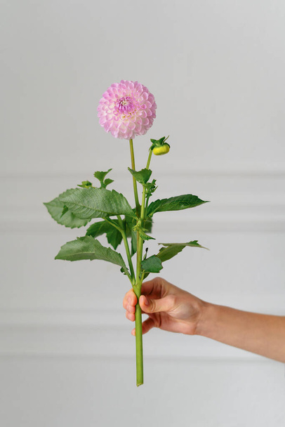 A woman's hand holds a pink young dahlia on a white isolated background indoors. Vertical image for your design - 写真・画像