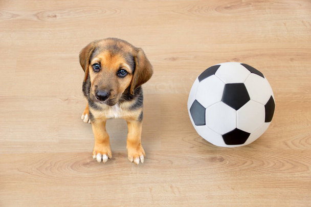 hondje spelen met een voetbal op kijken naar camera  - Foto, afbeelding