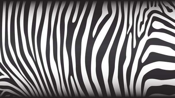 padrão de listras zebra
 - Vetor, Imagem