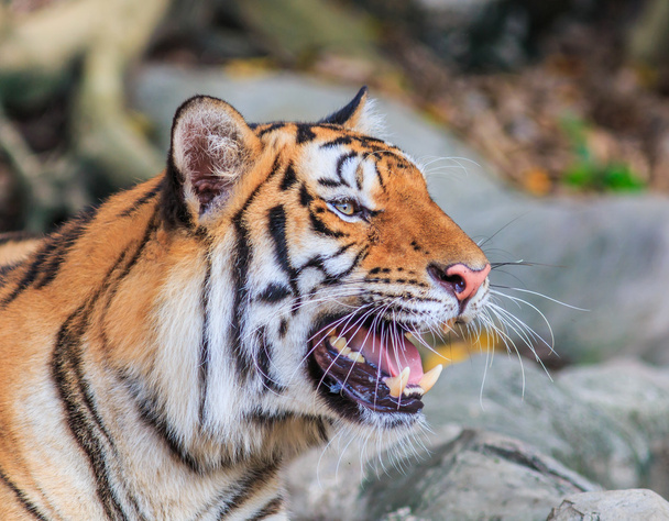 Orange tiger in jungle - Fotoğraf, Görsel
