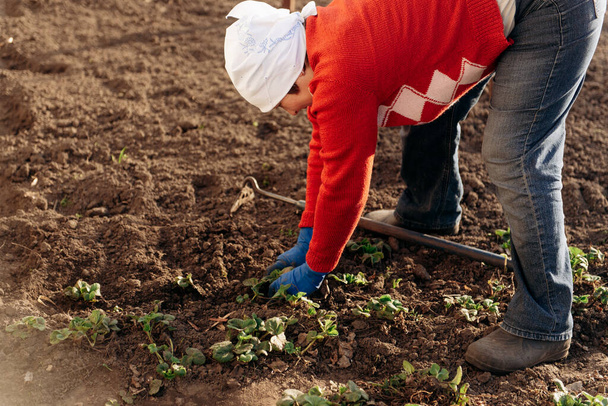 Un giardiniere in guanti pianta un germoglio di fragole nel terreno, diserbo, piantine, cottage estivo, agricoltura. - Foto, immagini