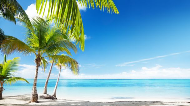 Caribbean sea and coconut palms - Photo, image