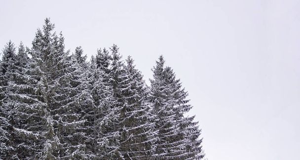 Nízký úhel pohled na zasněžené stromy proti jasné obloze - Fotografie, Obrázek