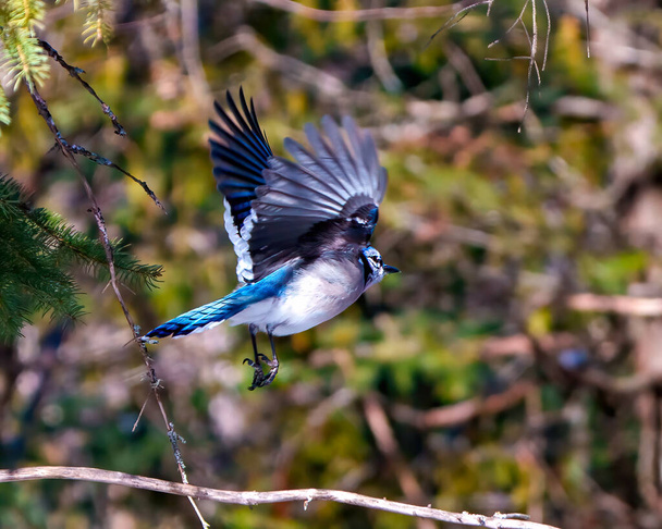 Blue Jay flying with spread wings and displaying blue colour feather plumage with blur forest background in its environment and habitat surrounding. Jay Portrait. - Fotoğraf, Görsel