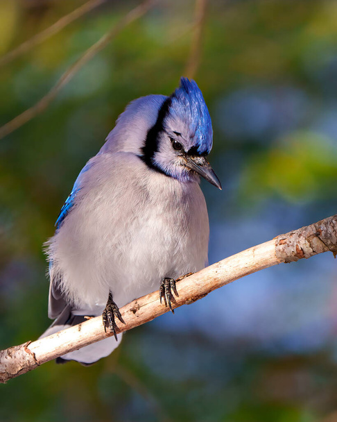 Blue Jay bird perched on a tree branch with blur background in its environment and habitat surrounding with a shy look. Jay picture. Jay Portrait. - Foto, Imagem