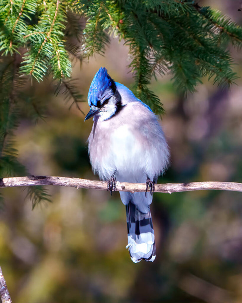 Blue Jay profile front view perched on a branch displaying blue colour feather plumage with blur forest background in its environment and habitat surrounding. Jay Portrait. - Fotó, kép