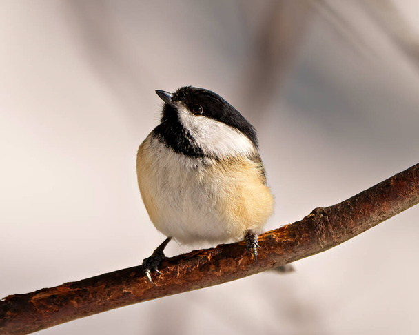 Chickadee close-up profile front view perched on a tree branch with blur background in its environment and habitat surrounding. - Fotografie, Obrázek