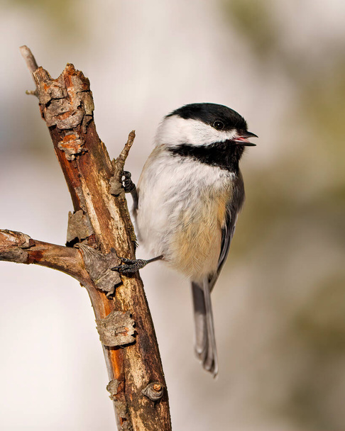 Chickadee close-up profile view perching on a twig with blur background in its environment and habitat surrounding with open beak and see tongue..  - Foto, imagen