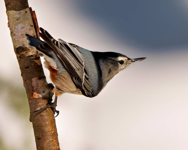 White-breasted Nuthatch perched on a tree branch with a blur background in its environment and habitat surrounding. Nuthatch Portrait. - Foto, imagen