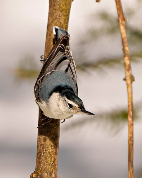 White-breasted Nuthatch rear view clinging on a tree branch looking down in its environment and habitat surrounding with a blur background. Nuthatch Picture. Portrait.  - Foto, imagen