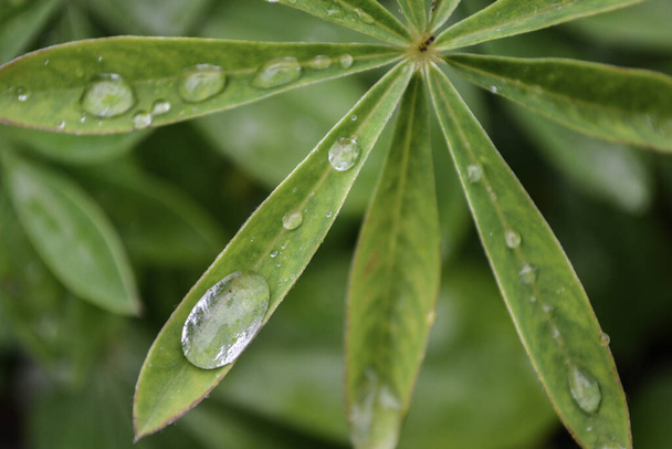 Gotas de orvalho de manhã frescas que se formam em uma folha. Gotas de água coleta no fundo da folha verde - Foto, Imagem
