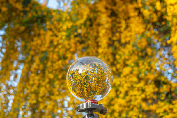 Fleurs jaune vif à l'intérieur boule de cristal - Photo, image