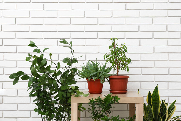 Tavolo con piante d'appartamento in vaso vicino al muro di mattoni bianchi - Foto, immagini