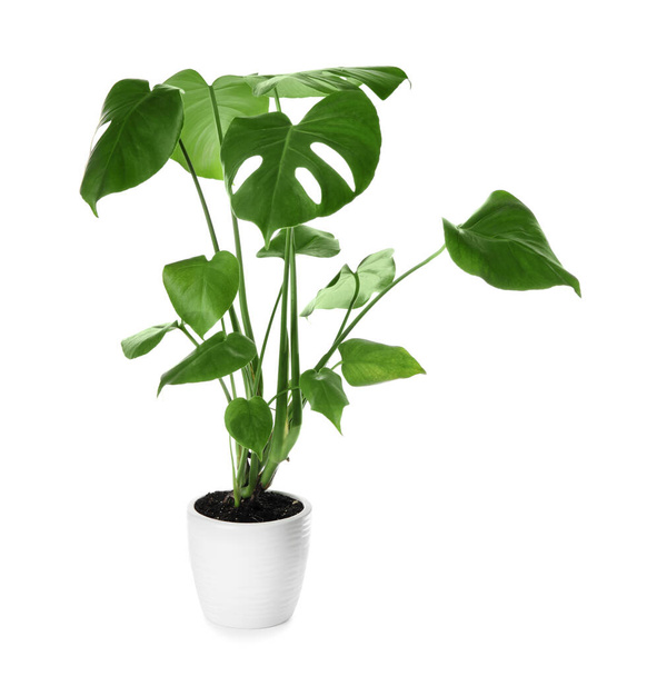 Green Monstera in pot on white background - Photo, Image