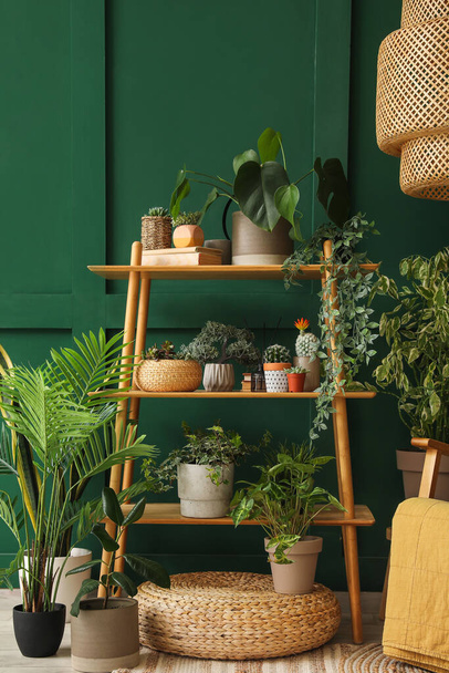 Shelving unit with green houseplants in living room - 写真・画像