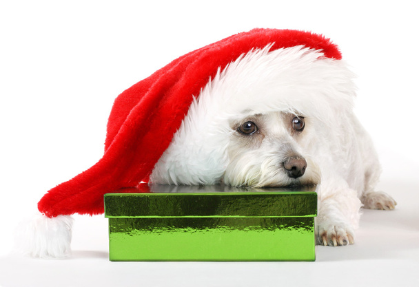 子犬犬クリスマス - 写真・画像