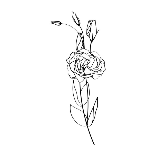 Красивые цветы эустомы на белом фоне
 - Вектор,изображение