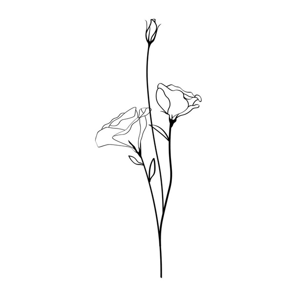Beautiful eustoma flowers on white background - Vetor, Imagem