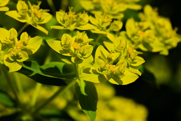 Euphorbia esula yellow flowers in summer park, garden. A flowering green plant with small flowers and leaves. Herbaceous perennial in bloom abstract natural background. Flowering plant outdoors - Φωτογραφία, εικόνα