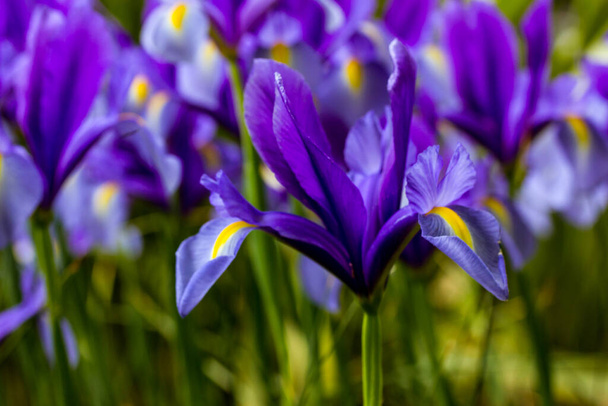 Blue Irises Hollandica ταπετσαρία. Διακοσμητικά υβριδικά όμορφα βολβώδη φυτά βολβών ανθίζουν στον ανοιξιάτικο βοτανικό κήπο, καλοκαιρινό παρτέρι. Γιορτή λουλουδιών την άνοιξη. Ανθίζοντας τοπίο της φύσης. - Φωτογραφία, εικόνα