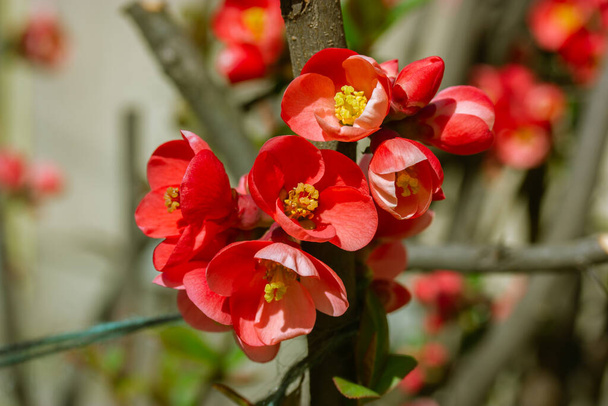 A branch of blossoming Japanese quince red flowers. Blooming perennial shrub in spring garden. Chaenomeles superba hybrids are cultivated forms of quinces in orchard. Gardening, floriculture concept. - Valokuva, kuva