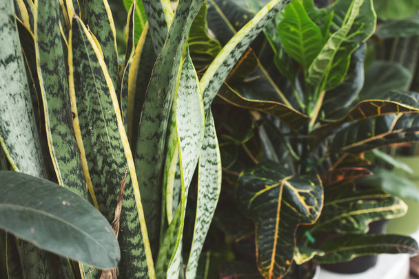 A view of a snake plant and a croton plant. - Fotó, kép
