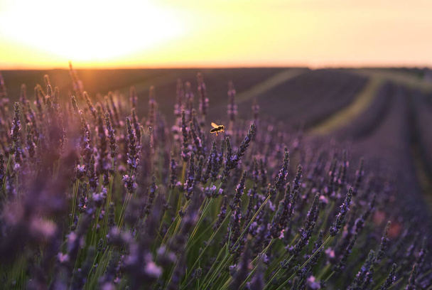 Lavender field in bloom at sunset. Provence, France - Φωτογραφία, εικόνα