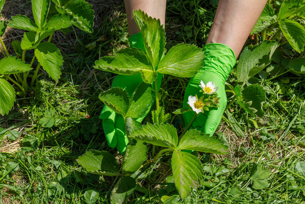 Садівник в зелених латексних рукавичках вивчає полуничний кущ, що росте на садовому ліжку
. - Фото, зображення