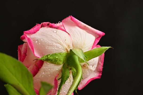 piękny kwiat róży, zbliżenie - Zdjęcie, obraz