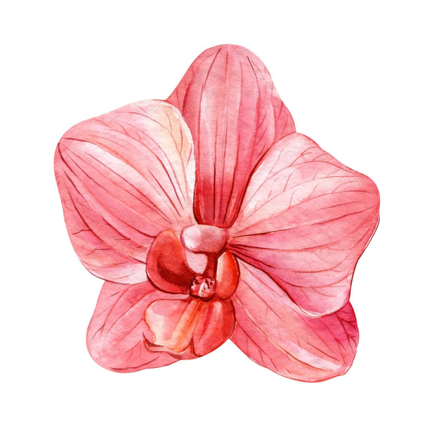 Orchid flowers on isolated white, botanical painting, watercolor illustration, tropical flora. Exotic flower. High quality illustration - Photo, Image