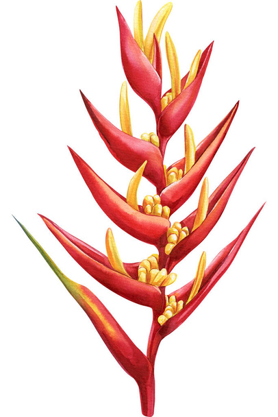 Flor de Helicônia aquarela. Flor vermelha tropical no fundo branco, planta de desenho da mão da selva. Flora de verão colorida. Ilustração de alta qualidade - Foto, Imagem