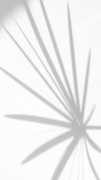 Bezešvé textury bílé betonové stěny hrubý povrch a list stín, s prostorem pro text, na pozadí - Fotografie, Obrázek