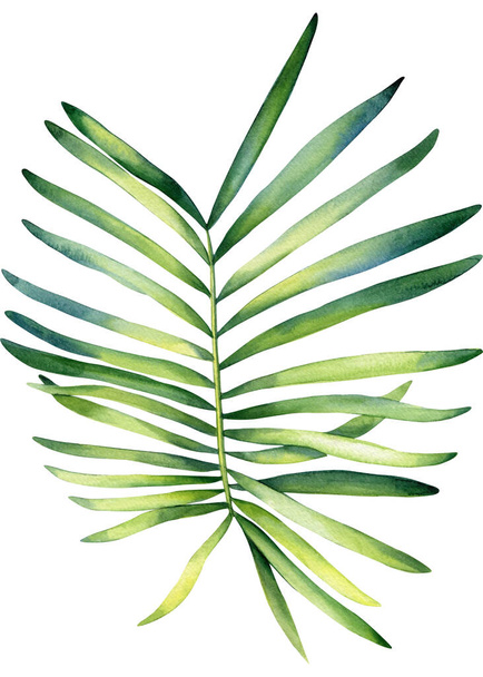 Folhas de palma, aquarela pintura botânica. Ilustrações da selva, elementos florais. folha de monstera. Conjunto de folhas tropicais. Ilustração de alta qualidade - Foto, Imagem