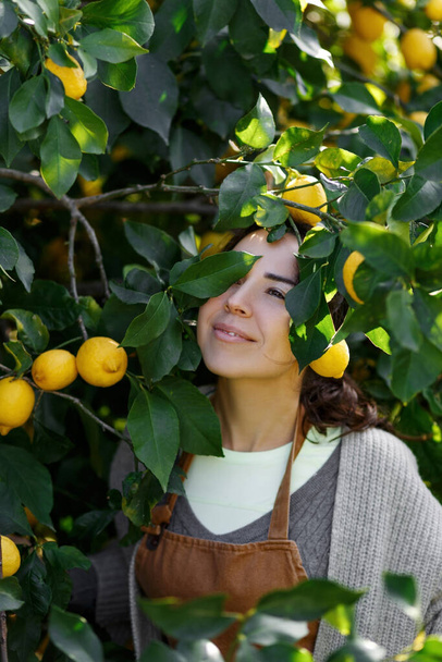 Γυναίκα αγρότισσα από φάρμα λεμονιών. Ο κηπουρός μαζεύει λεμόνια στο καλάθι. Ένας χαμογελαστός αγρότης που μεταφέρει φρέσκα λεμόνια στη γεωργική αγορά προς πώληση. Γεωργική επιχειρηματική ιδέα στην Κύπρος. - Φωτογραφία, εικόνα